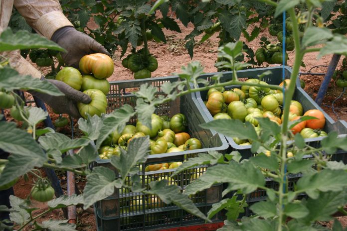 tomates