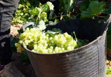 La DO La Mancha cierra su vendimia 2025 con una reducción significativa de la producción