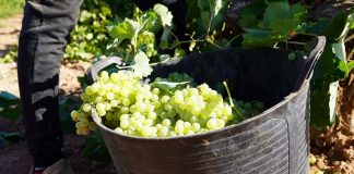 La DO La Mancha cierra su vendimia 2025 con una reducción significativa de la producción