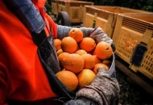 Pide a Europa que el listado de plaga de cítricos de cuarentena prioritarias pase de 20 a 30 cítricos importados