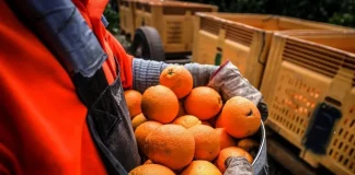 Pide a Europa que el listado de plaga de cítricos de cuarentena prioritarias pase de 20 a 30 cítricos importados