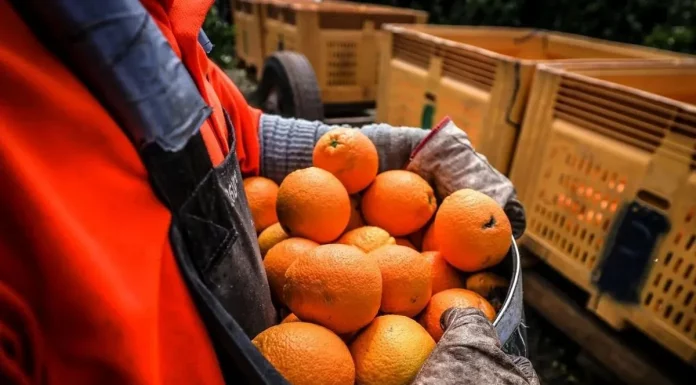 Solicita al Ministerio de Economía que active la cláusula de salvaguardia para los cítricos procedentes de Sudáfrica cítricos importados