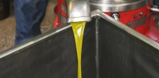 Tras las lluvias, comienza la campaña de aceituna para aceite en la provincia de Córdoba aceite