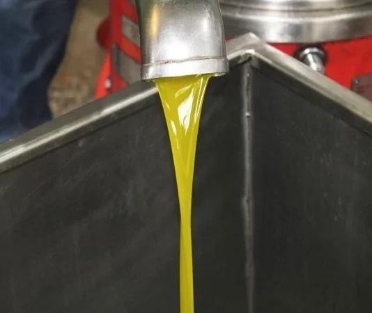 Tras las lluvias, comienza la campaña de aceituna para aceite en la provincia de Córdoba aceite