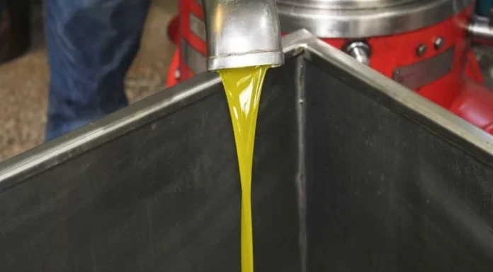 Tras las lluvias, comienza la campaña de aceituna para aceite en la provincia de Córdoba aceite
