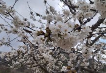 ¿Qué mantenimiento postcosecha necesita el almendro tras la recolección? almendro