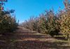 Denuncia la crisis que sufren los agricultores de avellana tras las peores campañas de la historia avellanos
