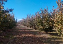 Denuncia la crisis que sufren los agricultores de avellana tras las peores campañas de la historia avellanos