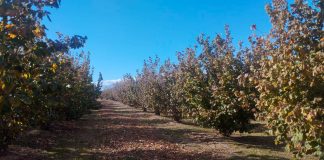 Denuncia la crisis que sufren los agricultores de avellana tras las peores campañas de la historia avellanos