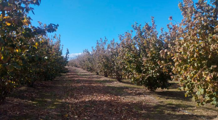 Denuncia la crisis que sufren los agricultores de avellana tras las peores campañas de la historia avellanos