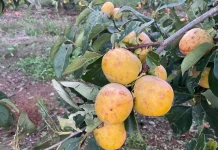 El granizo daña 5.000 toneladas de caquis en la Comunitat Valenciana caquis pedrisco