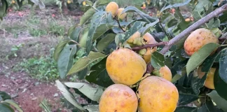 El granizo daña 5.000 toneladas de caquis en la Comunitat Valenciana caquis pedrisco