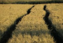 Reclama activar la reserva de crisis de la PAC ante la situación del mercado cerealista cereales