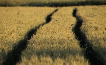 Distancia entre oferta y demanda en un mercado de cereales con amplia disponibilidad global cereales