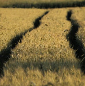 Distancia entre oferta y demanda en un mercado de cereales con amplia disponibilidad global cereales
