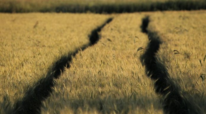 Reclama activar la reserva de crisis de la PAC ante la situación del mercado cerealista cereales