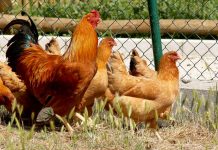 El Gobierno amplía el confinamiento de aves de cría a todas las granjas de España por la gripe aviar gripe aviar