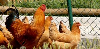 El Gobierno amplía el confinamiento de aves de cría a todas las granjas de España por la gripe aviar gripe aviar
