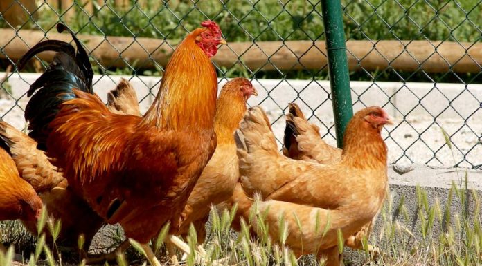 El Ministerio de Agricultura levanta las medidas de confinamiento de aves de corral en toda España gripe aviar
