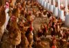 UPA llama a la tranquilidad en el sector avícola y pide evitar movimientos especulativos gallinas