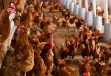 UPA llama a la tranquilidad en el sector avícola y pide evitar movimientos especulativos gallinas