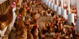 UPA llama a la tranquilidad en el sector avícola y pide evitar movimientos especulativos gallinas