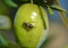 ¿Qué incidencia está teniendo la mosca del olivo en la principal región olivarera española? mosca del olivo