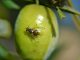 ¿Qué incidencia está teniendo la mosca del olivo en la principal región olivarera española? mosca del olivo