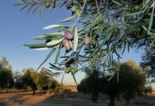 La falta de Presupuestos Generales del Estado dejará sin ayudas extraordinarias a olivar y viñedo olivar