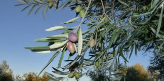 La falta de Presupuestos Generales del Estado dejará sin ayudas extraordinarias a olivar y viñedo olivar