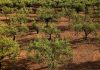 Critica que el Ministerio de Agricultura “ponga excusas” para no hacer efectiva la ayuda extraordinaria al olivar y viñedo olivos