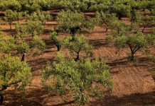 Critica que el Ministerio de Agricultura “ponga excusas” para no hacer efectiva la ayuda extraordinaria al olivar y viñedo olivos