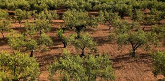 Critica que el Ministerio de Agricultura “ponga excusas” para no hacer efectiva la ayuda extraordinaria al olivar y viñedo olivos