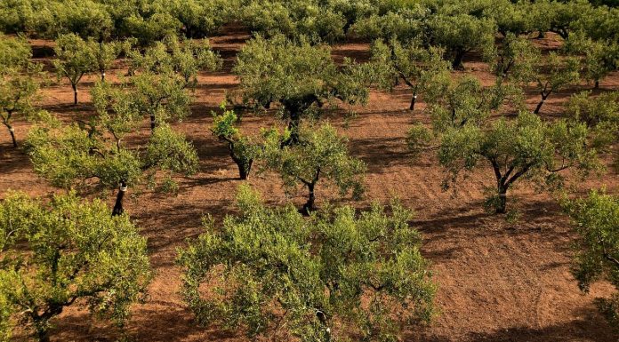 Critica que el Ministerio de Agricultura “ponga excusas” para no hacer efectiva la ayuda extraordinaria al olivar y viñedo olivos