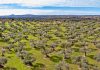 La Unión Europea registra una nueva Denominación de Origen Protegida de aceite de oliva olivos Somontano
