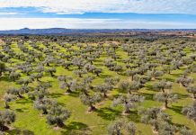 La Unión Europea registra una nueva Denominación de Origen Protegida de aceite de oliva olivos Somontano