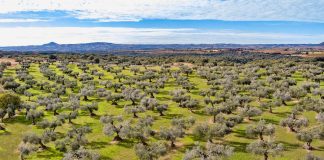 El olivo fue el primer árbol frutal domesticado por el ser humano olivos Somontano