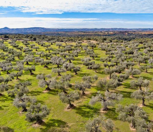 El olivo fue el primer árbol frutal domesticado por el ser humano olivos Somontano