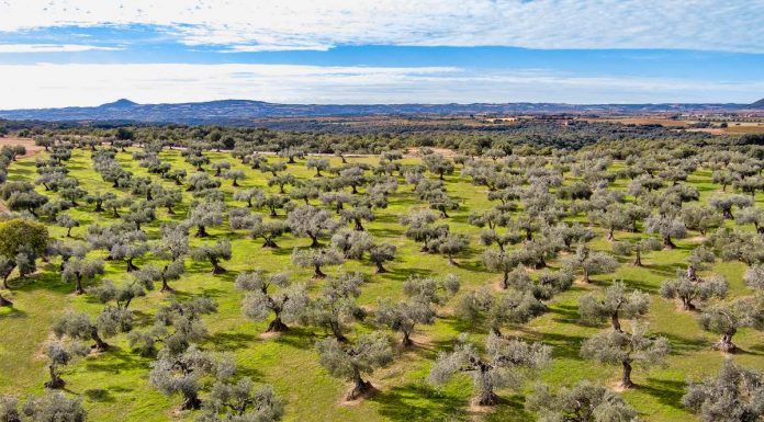 El olivo fue el primer árbol frutal domesticado por el ser humano olivos Somontano