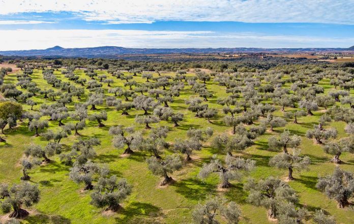 olivos Somontano olivos Somontano