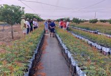 El «Oro Verde» de la Navidad: El auge del pistacho en turrones y postres pistacho