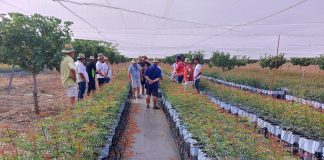 El «Oro Verde» de la Navidad: El auge del pistacho en turrones y postres pistacho
