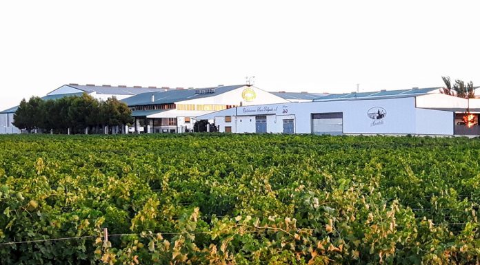 El vino blanco Ecológico Airén Pago Delgado, de Socuéllamos, obtiene un Oro en el certamen internacional EcoRácimo Bodega EHD