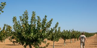 La última cosecha de pistacho en España prácticamente dobló la anterior pistachos