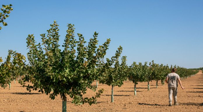 La campaña de pistacho de Castilla-La Mancha cerró 2025 con cifras históricas pistachos