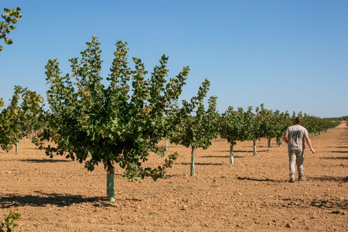 Campos de pistachos de Víridi Horizons pistachos