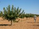 La última cosecha de pistacho en España prácticamente dobló la anterior pistachos