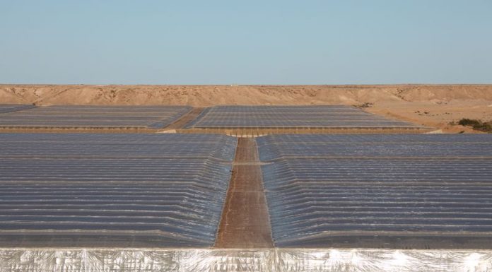 Los productores españoles de tomate se enfrentan a la competencia del Sahara tomates Sahara