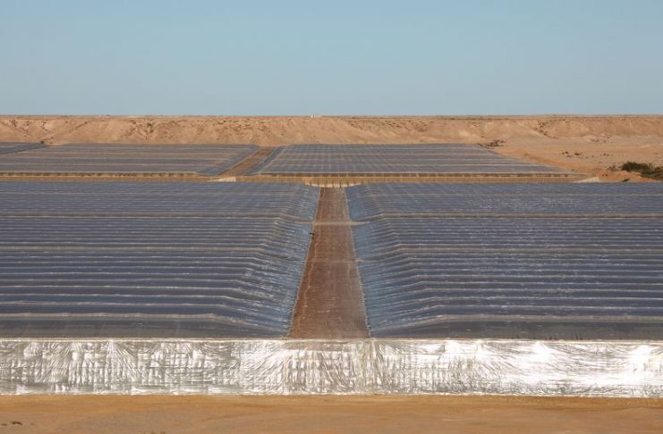 Los productores españoles de tomate se enfrentan a la competencia del Sahara tomates Sahara
