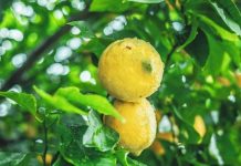 Las lluvias de la borrasca Emilia, beneficiosas para el campo Limones